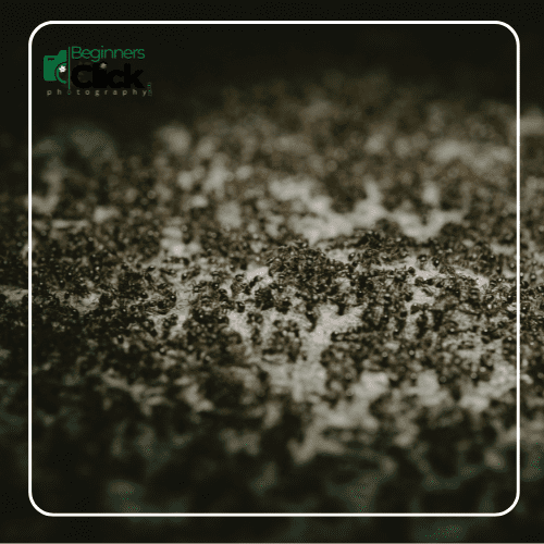 Close-up macro photograph of ants, with tiny details captured clearly and a beautifully blurred background, showcasing the effect of a small depth of field.