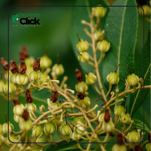 Close-up macro photograph of flowers with a shallow depth of field, showcasing the effect of a 50mm lens and how focal length influences focus and background blur.