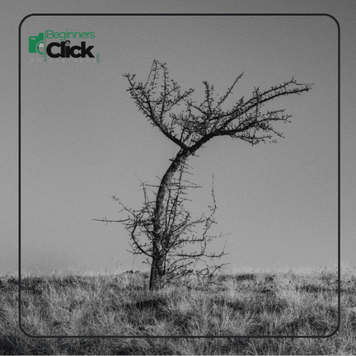 Black and white photograph of a lone tree in a field, showcasing the concept of focusing distance and its effect on depth of field.