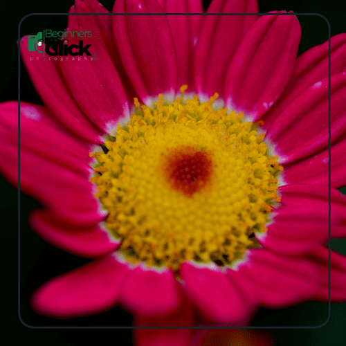 Close-up photograph of a flower captured using focus stacking, with sharp details from the foreground to the background, demonstrating enhanced depth of field.