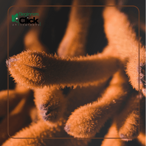 Close-up shot of textured plant details captured with focus peaking, showcasing the sharp focus on the subject while the background is artistically blurred.
