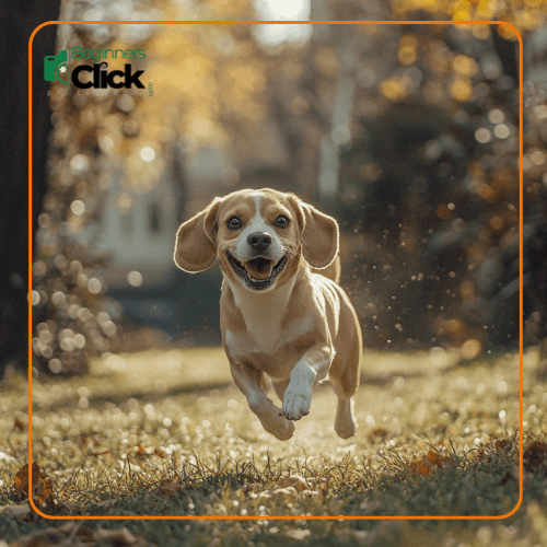 How Digital Cameras Work – A happy dog running outdoors, captured in motion with a digital camera.