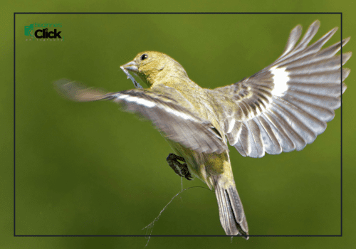 A yellow bird captured mid-flight with wings spread wide against a green background.