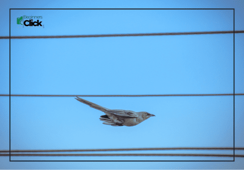 Bird in mid-flight against a clear blue sky with electric wires in the background.