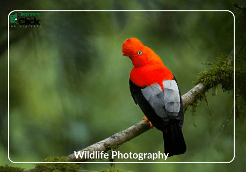 Into the Wild – Wildlife Photography A brightly colored bird with a vivid orange head and black-gray wings perched on a mossy branch, labeled “Wildlife Photography” with the Beginners Click logo.