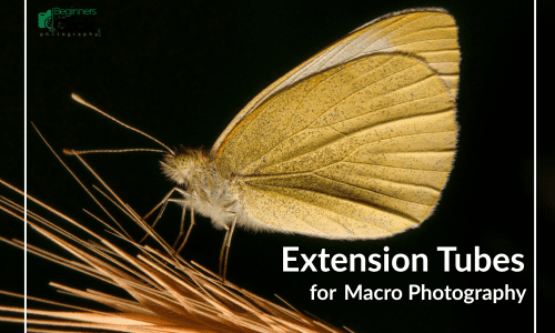 Butterfly Close-Up Using Extension Tubes A close-up macro shot of a pale yellow butterfly perched on a dried plant, with text overlay reading "Extension Tubes for Macro Photography."