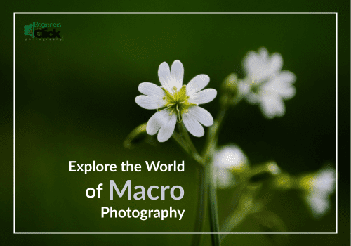 Explore the World of Macro Photography A close-up image of a white flower with text that says “Explore the World of Macro Photography” on a green blurred background.