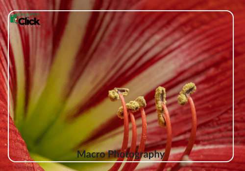 The Beauty of Details – Macro Photography Close-up view of the stamen of a red and yellow flower, highlighting texture and fine detail; labeled “Macro Photography” with the Beginners Click Photography logo.