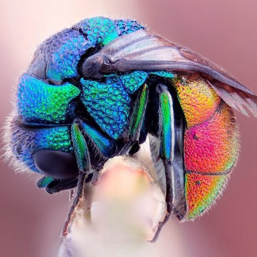 Mind-Blowing-Examples-Macro-Photography-99
