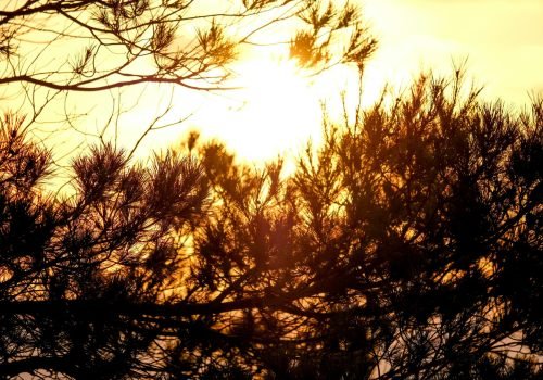 Golden sunset shining through pine tree branches with dramatic silhouettes.